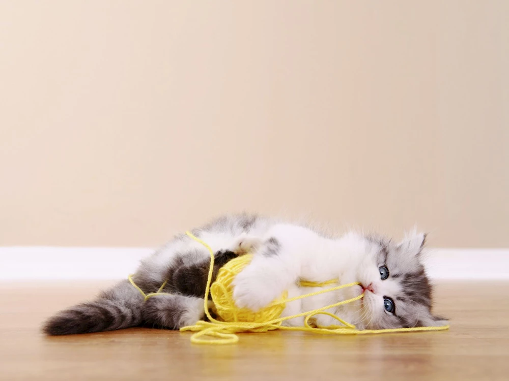 Kedi ve köpeklerin yuttuğu yabancı cisimler hayatlarını riske edebilir!