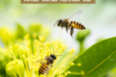 “Arılar Varsa Yarınlar Var” Diyerek Çocuklara Arının Önemini Anlatmaya Devam Ediyoruz