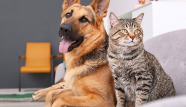 Petlebi.com Samsun’a Geliyor! Petlebi.com Samsun’a Geliyor!